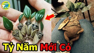 9 Loài Thực Vật Kỳ Lạ Và Quý Hiếm Nhất Thế Giới Bạn Sẽ Hối Tiếc Nếu Không Nhìn Thấy Chúng