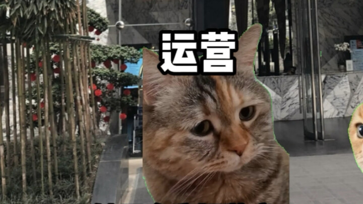 【Cat Meme】Game Companies Should Be Cautious When Dating