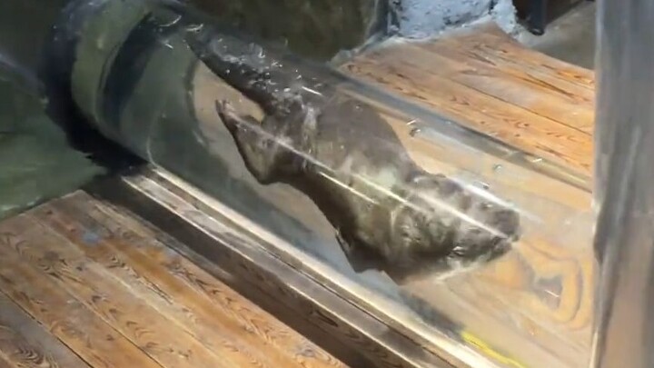 لن تمانع لو لمستك قليلًا، يا ثعلب الماء الصغير، أليس كذلك؟