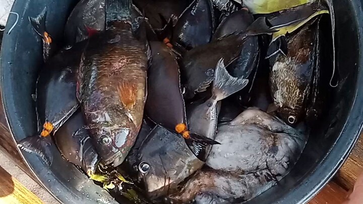 wow sari saring isda