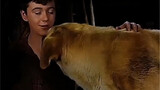 A boy adopted a stray dog. The dog saved his life many times, but the ending was very heartbreaking.