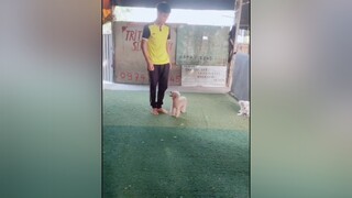đăng ký cho bé cún đi học đến khi hết khóa thì không đón con về nữa . giờ làm sao đây mọi người 😓😓😓 poodletoy chócute chócon cúncon