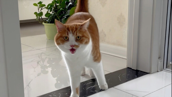 Cả ngày tìm đủ mọi cách để tôi gãi lông cho nó.