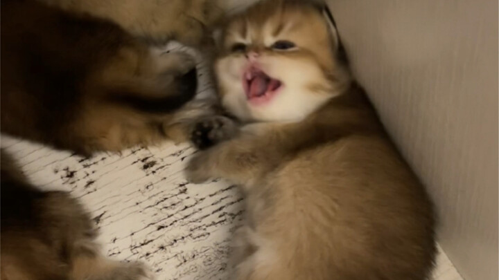 Silly kid, stop sleeping—there’s no more food!