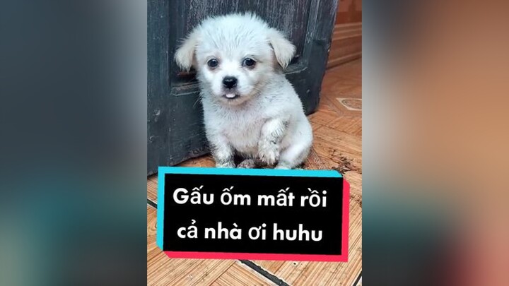 Gấu ốm rồi cả nhà an ủi Gấu hộ tớ với. Huhu. cunyeucuadua chó chócon chókhôn chócute xuhuong fyp