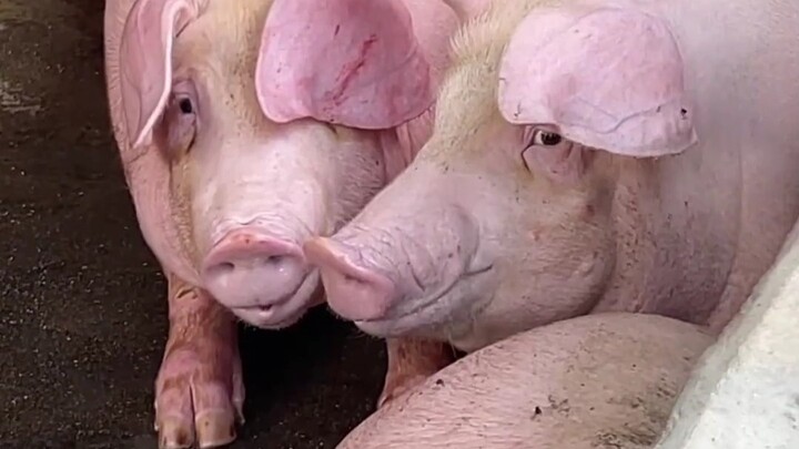 Sharing a科普 on 15 different pig breeds! Do you recognize any of them?