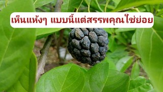 น้อยหน่า ผลแห้งใช้เป็นยารักษาโรค งูสวัส ฝีหนอง และ./โดยฮอยไทยอีสาน