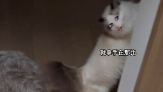 猫咪：搞得我像个花瓶