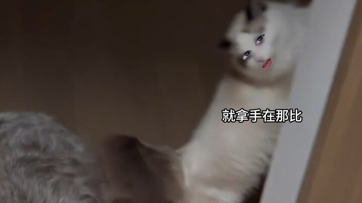 Cat: Makes me look like a vase