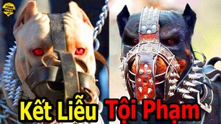 🔴10 Giống Chó Nghiệp Vụ Nguy Hiểm Và Đáng Sợ Nhất Thế Giới Khiến Tội Phạm Phải Khóc Thét