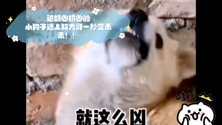 เจ้าหมาน้อยหน้าตาน่ารักแต่ดูดุๆ แค่เจอพี่แมวปุ๊บก็กลายเป็นเด็กดีทันที!! พี่แมว: ยังกล้าแกล้งเจ้านายอ