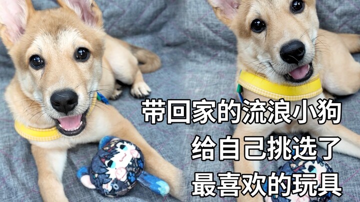 Anak anjing pengembara kini punya Ababe sendiri | Diary Mengangkut Anjing