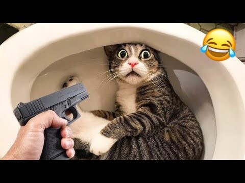 OMG” Funny Cats Compilation😂|| try not to laugh impossible memes 2034