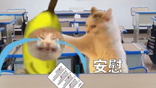 High School vs. University for Our Kitties