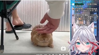 日本天然小姐姐看《最爱的手突然去世时，兔兔会如何拯救手？》