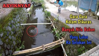 GARA GARA KOLAM IKAN DIKURAS!! SELOKAN INI JADI BANYAK IKAN NILA BABONYA