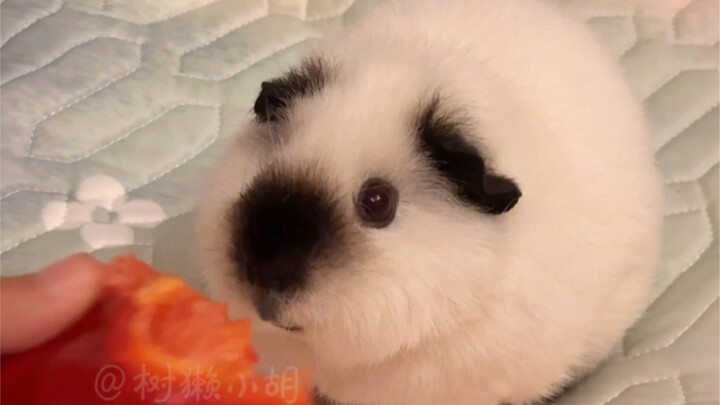 Douding got scolded by his roommate again—so cute, I just can’t bear it!