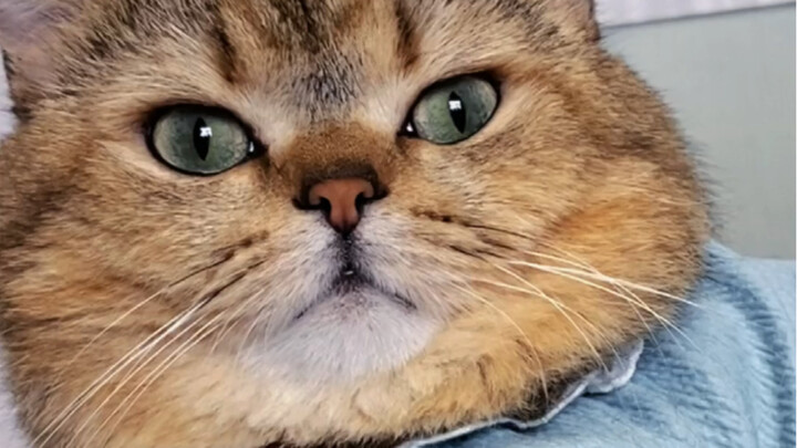 سأشرح مرة أخيرة: لماذا يكون طفل عمود البحر أبيض اللون؟!