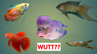 List of beautiful fresh water pet fish