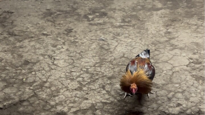 Gold Muff (2 yrs and 6 months)