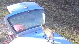 القطط دائمًا تفعل أشياء سيئة