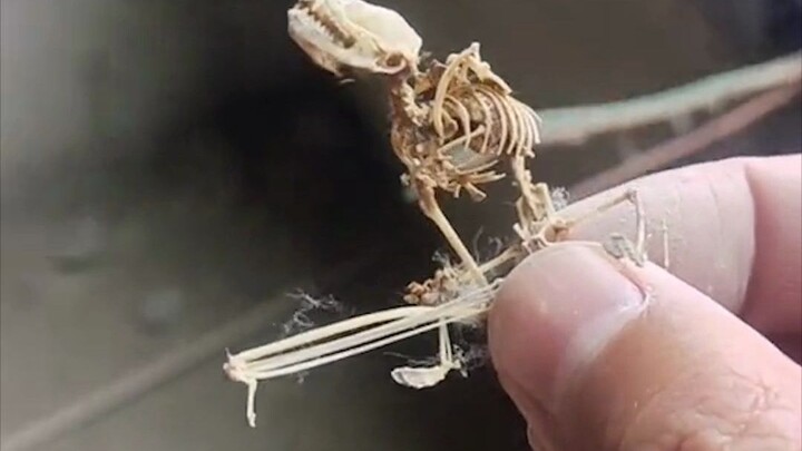 So dinosaurs didn’t go extinct? Check out what I found!