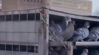 Pigeon: Close the door quickly, it’s so cold outside