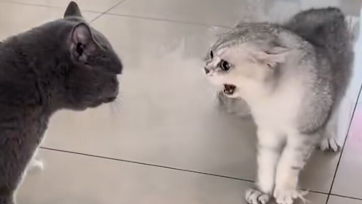 "Tentang kucing yang berbicara bahasa manusia"