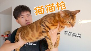 男人不要养猫，对猫不好