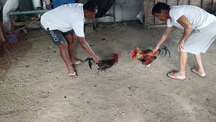 8 mos, melsims vs. gb