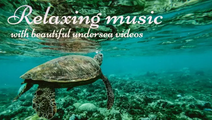 Beautiful, calm, relaxing music with underwater sea creatures #relax