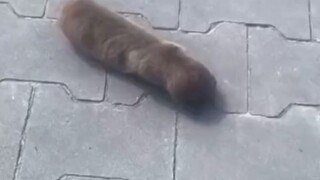 Kucing, kucing, serangga datang (bukan kucing)