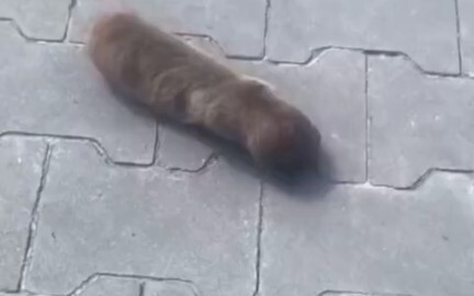 Cat, cat, bug is coming (not cat)