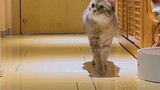 Memelihara kucing selama seribu hari, memanfaatkan kucing untuk *tara waktu