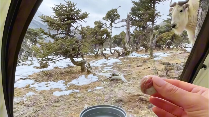 Kalau camping di luar dan ruang di ransel terbatas, kamu bakal bawa bola makanan kering yang mana? A