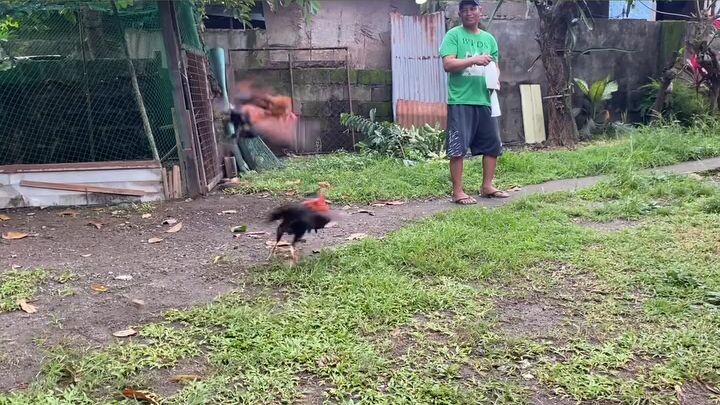 Goldenboy Full Brothers🔥Aej/Red straight GB