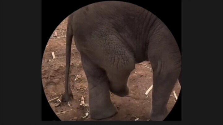 以防你没见过超可爱的小象勾脚脚