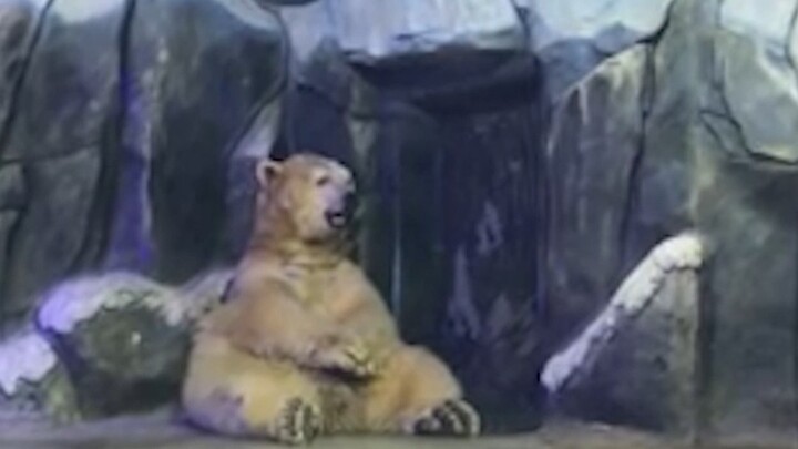 Ada beberapa makhluk yang jauh lebih besar dari yang kamu bayangkan!