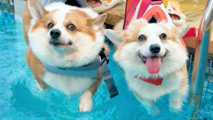Perbedaan berenang antara anjing Corgi yang berbeda