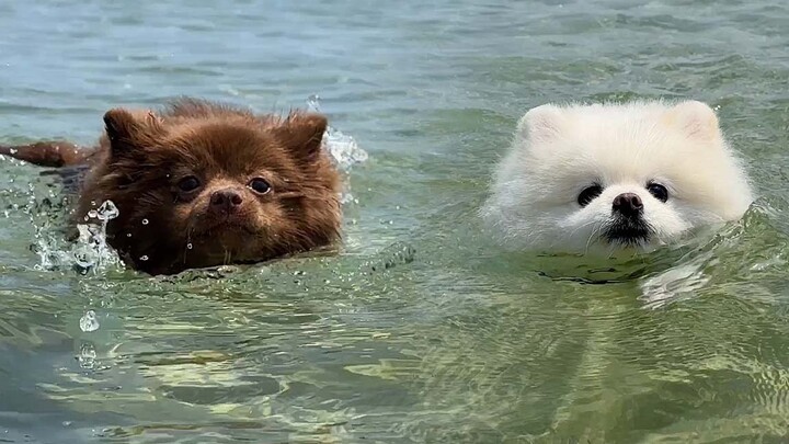夏日特辑！第一次尝试海泳的小狗勾们