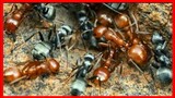 pertarungan semut merah vs semut hitam
