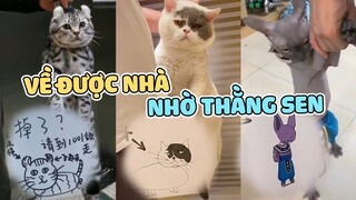 Khi THƯỢNG MEOW MEOW thích đi bụi, nhờ sen GIỎI vẽ nên mới tìm được 😹| Yêu Lu