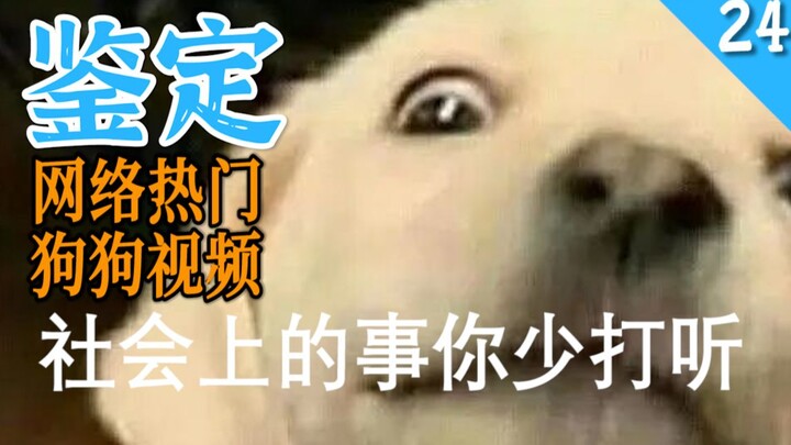 网络热门狗狗视频鉴定24