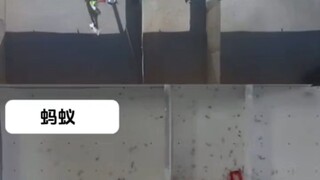 Humans vs Ants
