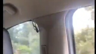 Ada seekor laba-laba besar muncul di dalam mobil, teriakan semua orang tak pernah berhenti.... Bagai
