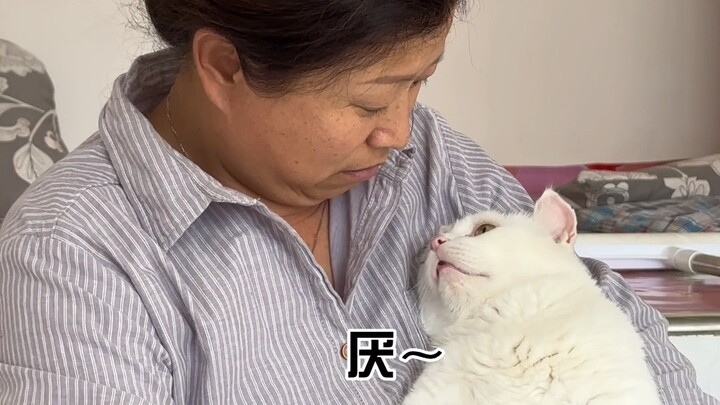 ما عليك سوى إحضار القط إلى المنزل، واترك الباقي له!