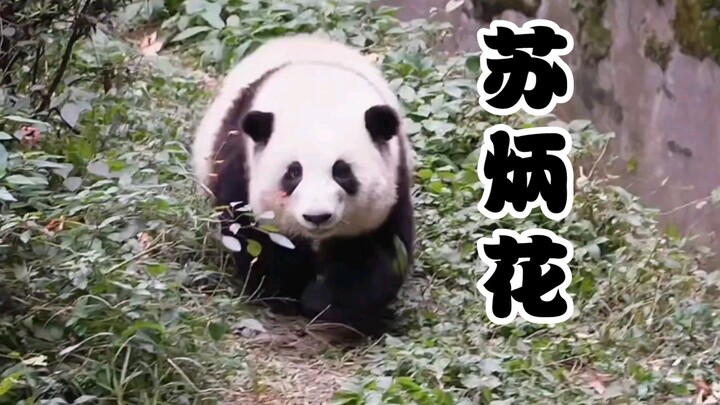 ดังนั้น ฮวาฮวาไม่ได้ช้า เพียงแค่ไม่อยากเร็ว