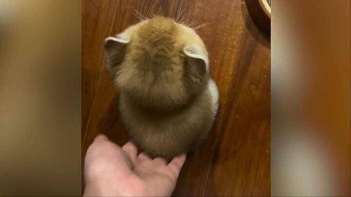 “นี่...มันน่ารักเกินไปแล้วนี่~!!!”