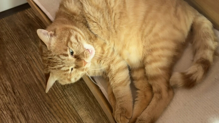 They said bringing a cat home would cause stress—wow, they were so right! I’m stressed.