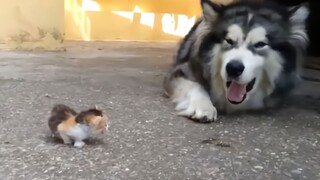 Anjing: Tolong! Aku paling takut sama anak kucing!